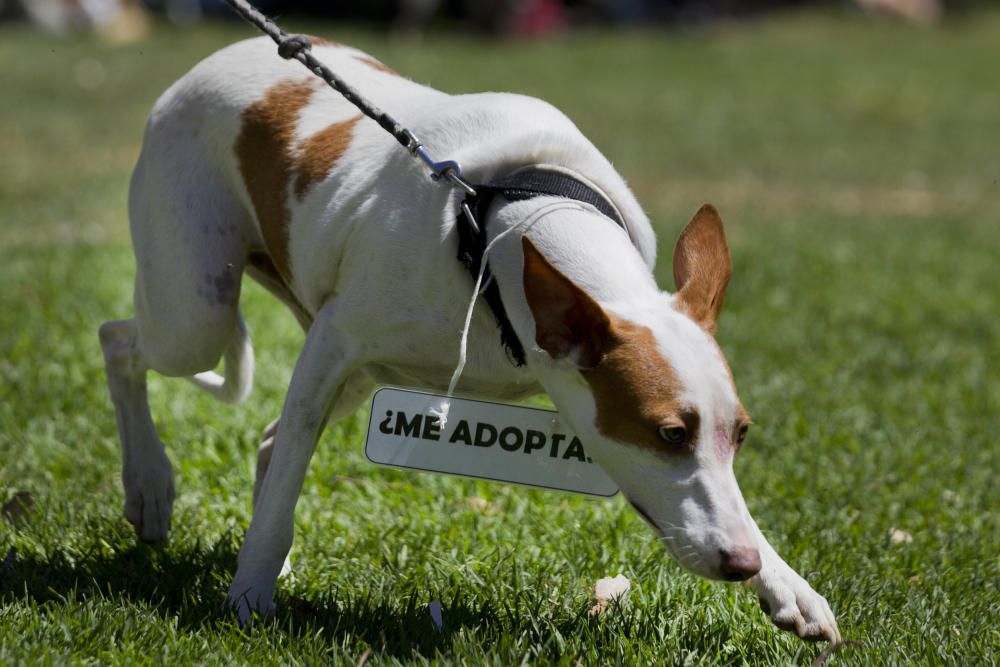 III Feria del Bienestar Animal en Valencia