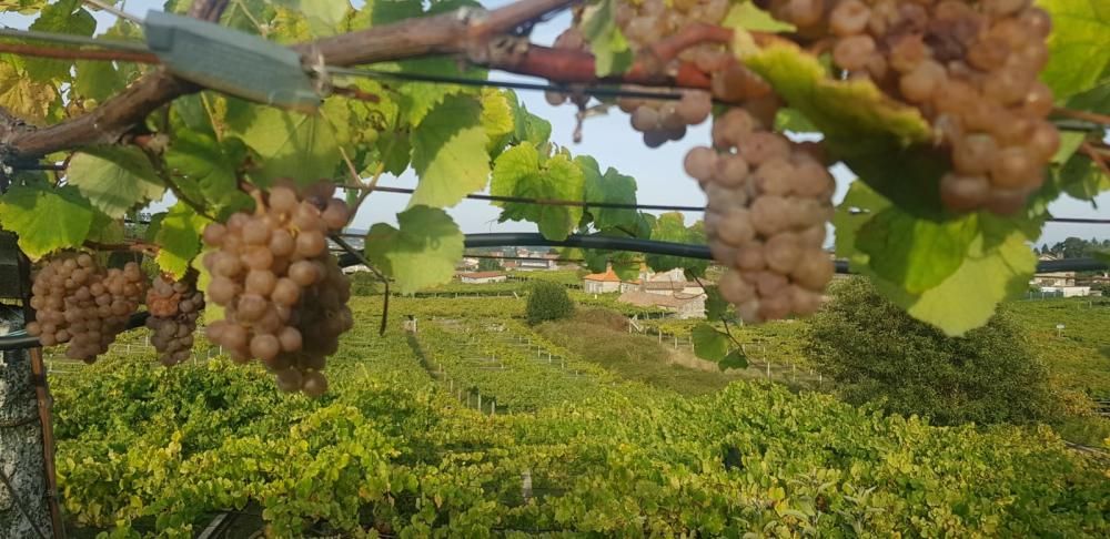 Corren tiempos de vendimia en Galicia.