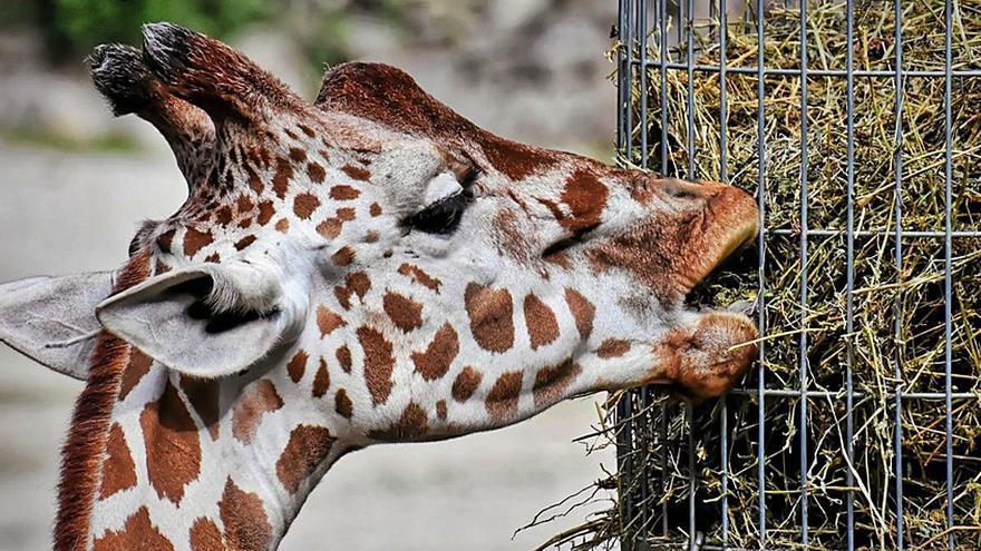 Observatorio de animales