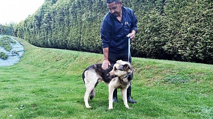 El perro rescatado por Emergencias de Oleiros en la perrera.