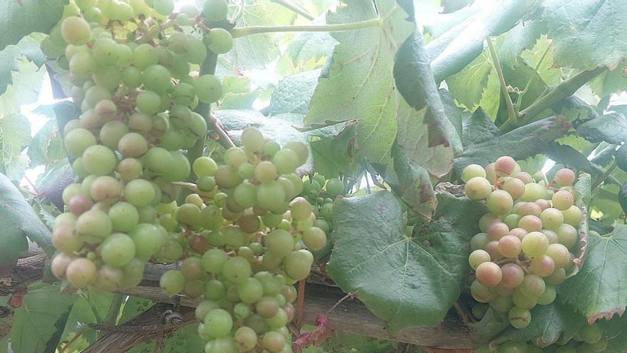 La viña entra en fase de maduración y la uva, que sigue sana, empieza a pintar