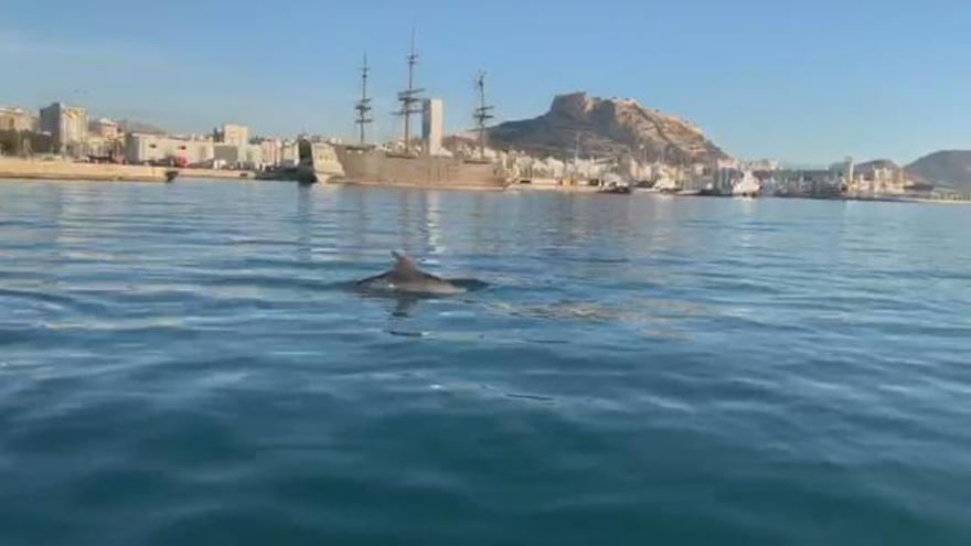 Los delfines se dejan ver en el Puerto de Alicante