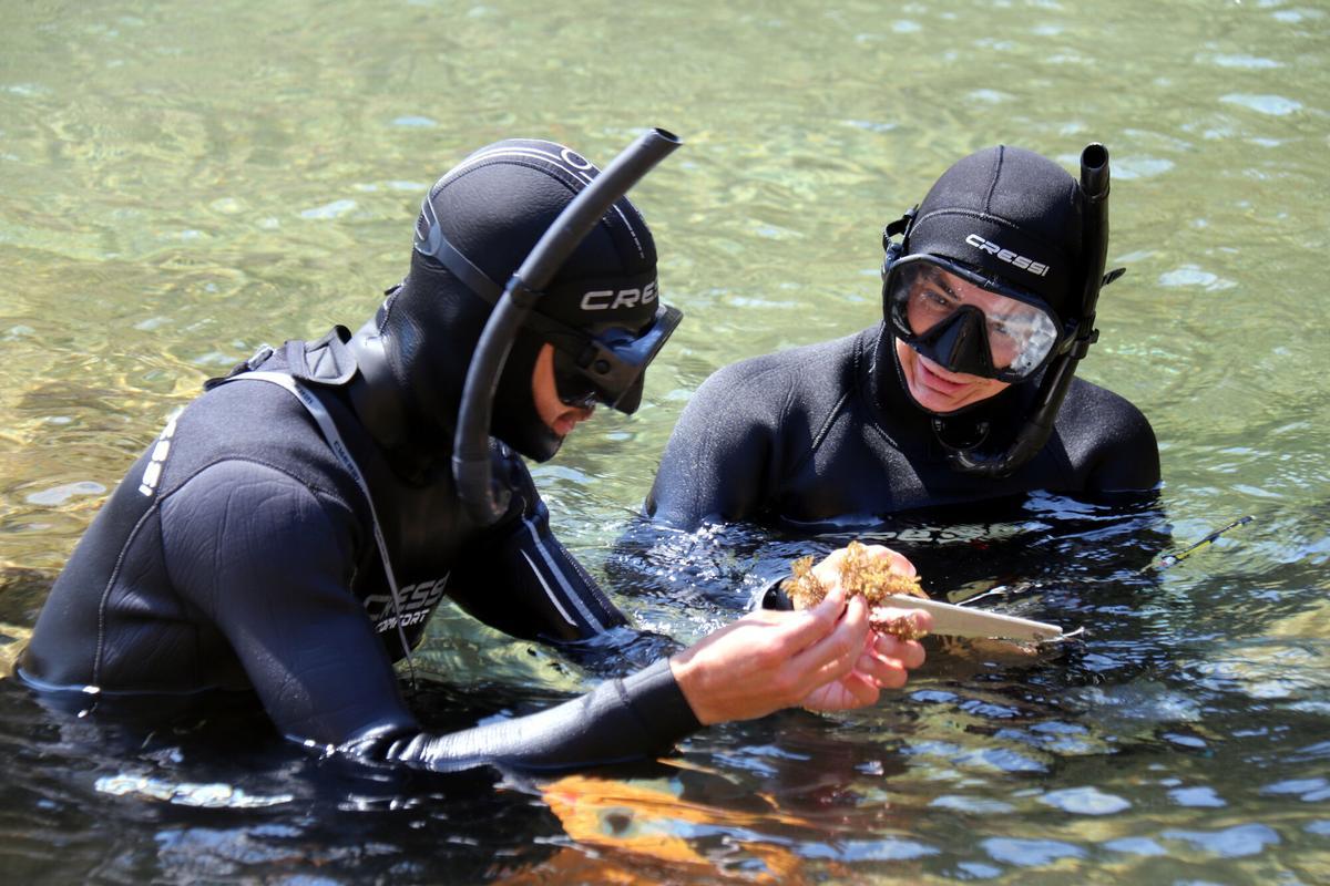 Dos dels investigadors que porten a terme el mostreig amb una alga a la Cala Bona de Tossa de Mar