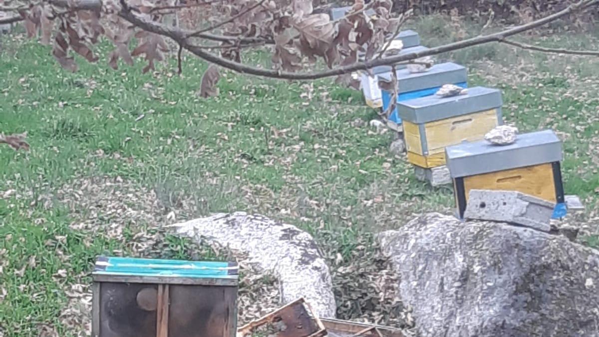 Colmenas destrozadas por el oso en un Porto