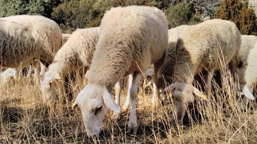 La DGA mejorará el estado de los apriscos ganaderos en Gúdar y Valdelinares