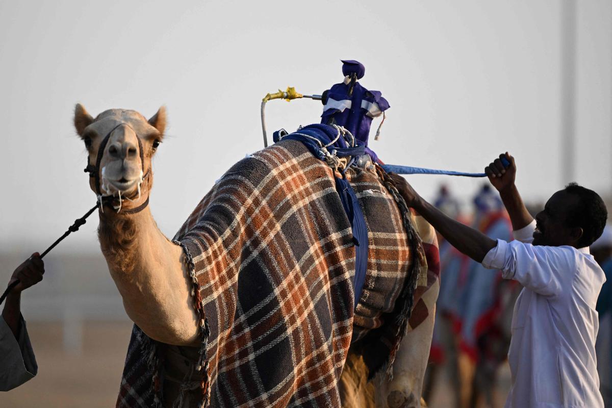 Carrera de camellos con jinetes-robot en Al Sheehaniya (Doha).