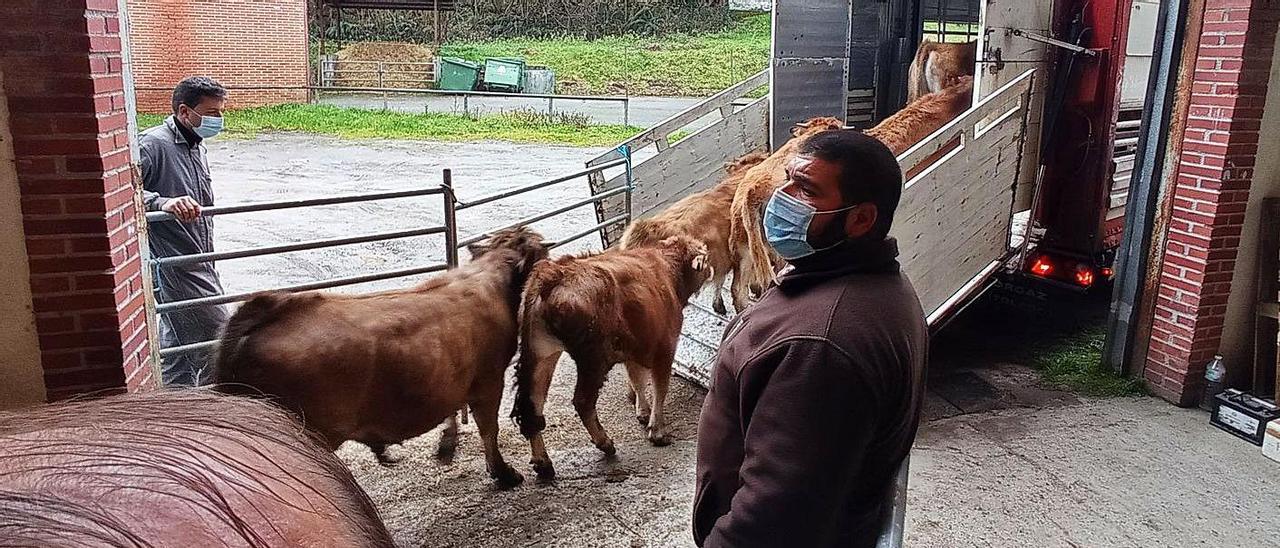 Algunos de los terneros recién adquiridos por Fernando López suben a un camión. | Eva San Román 