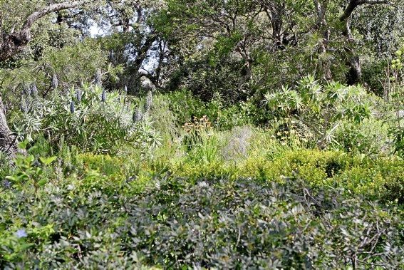 In Ariant blühen die mediterranen Pflanzen um die Wette. In dem von Heidi Gildemeister entworfenen Garten wird vieles den Launen der Natur und dem Zufall überlassen. Aber nicht alles.