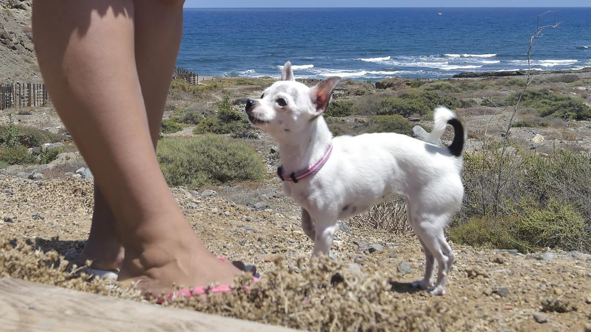 Playa para perros en la costa de Jinámar