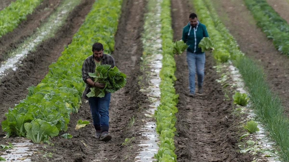 Cultivo ecológico en Montalbán.