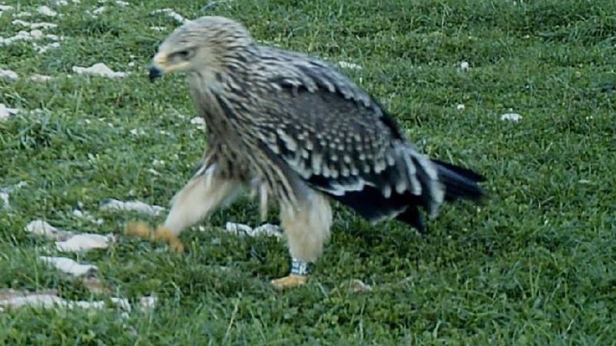 Detectada un águila imperial oriental en la Garcipollera