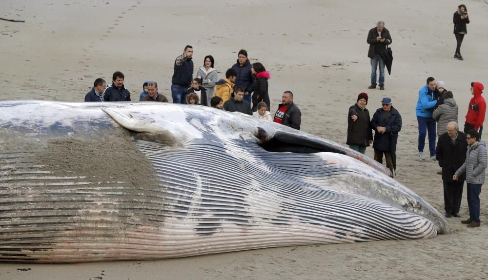 El alcalde del municipio coruñés ha asegurado que cuando se retire el cuerpo de 16 metros del cetáceo se conservará el esqueleto en el museo local.