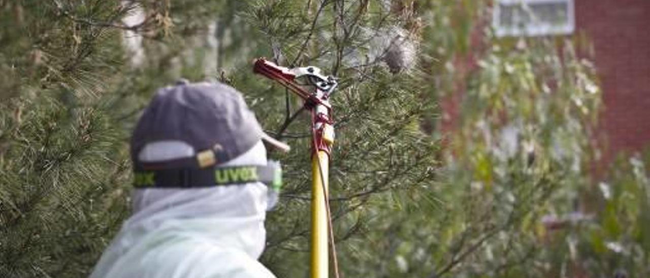 Retirada de bolsas de procesionaria en la zona de la Vaguada.