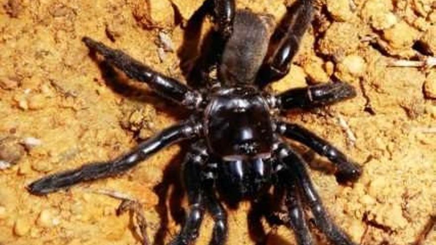 Muere con 43 años la araña más vieja del mundo