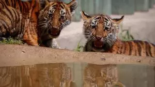 El acertijo del verano: cuántos tigres ves en esta foto