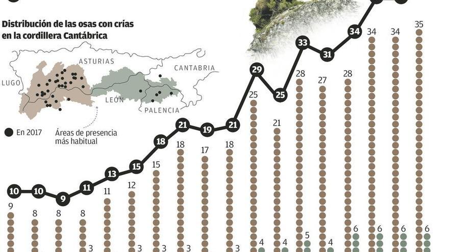 La población de osos aumenta en Asturias: verlos cerca de pueblos será habitual