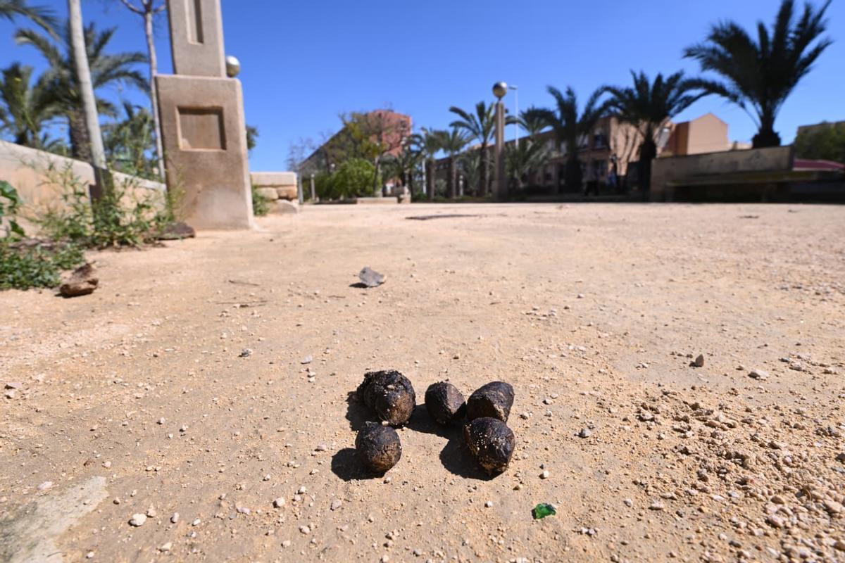 Los vecinos del entorno del parque de la avenida de la Universidad de Elche aseguran que la presencia de cacas de perro es muy frecuente