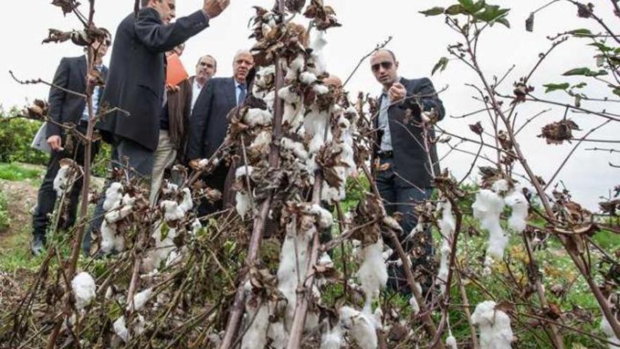 La huerta apuesta por el algodón