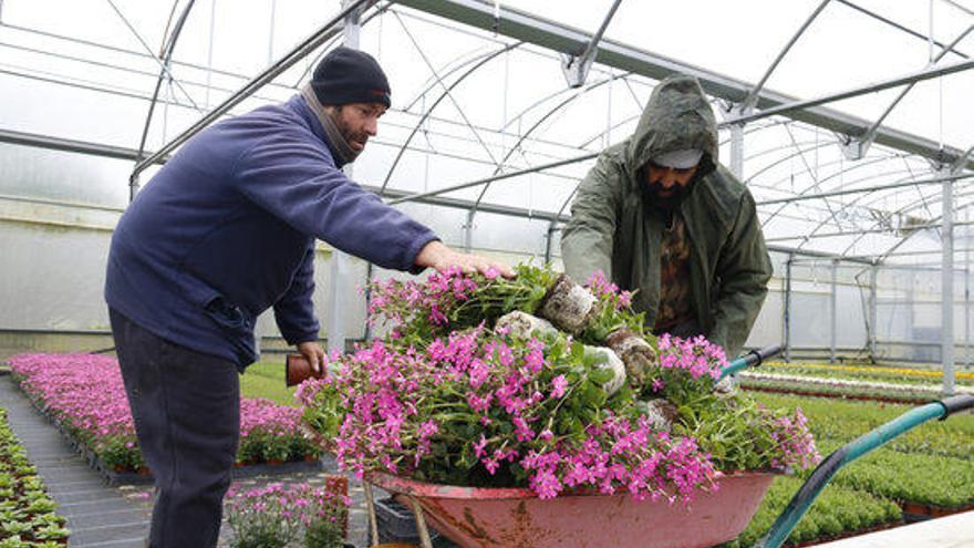 El propietari de Vivers Gonzàlez i un treballador més llançant plantes que s&#039;han fet malbé en una carreta