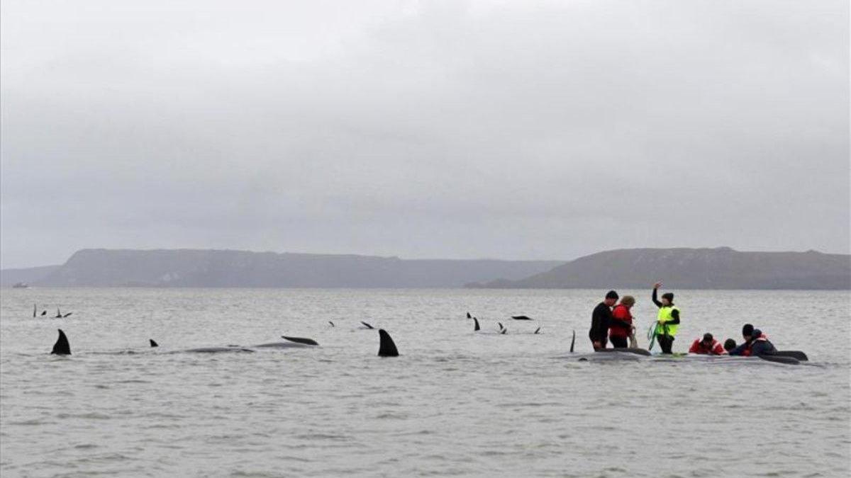 Australia alerta a las navegaciones por las 380 ballenas muertas en Tasmania