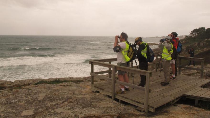 Observación de aves en la bahía de A Lanzada.