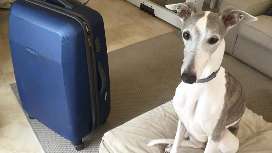 Un perro con la maleta de su dueño instantes antes de prepararse para ir de vacaciones.