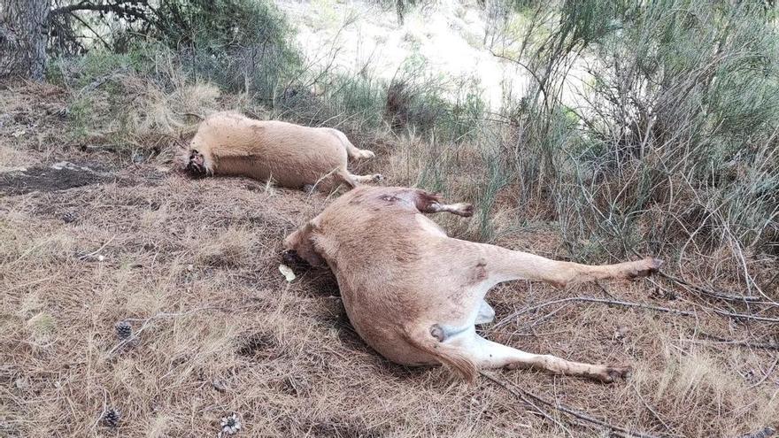 Los furtivos vuelven a la carga: Dos arruís decapitados en La Carrasqueta