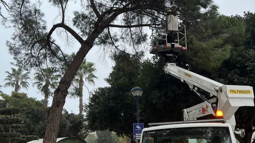 El Ayuntamiento revisa  más de 400 árboles de gran porte por Semana Santa | AYTO.MURCIA.