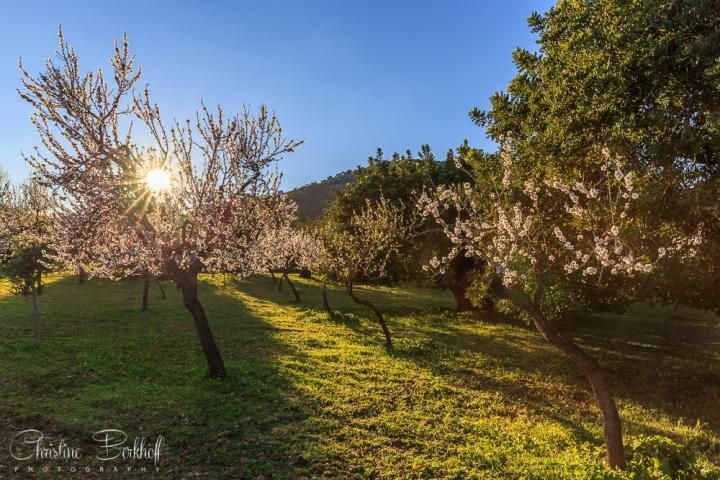 Mandelblüte auf Mallorca