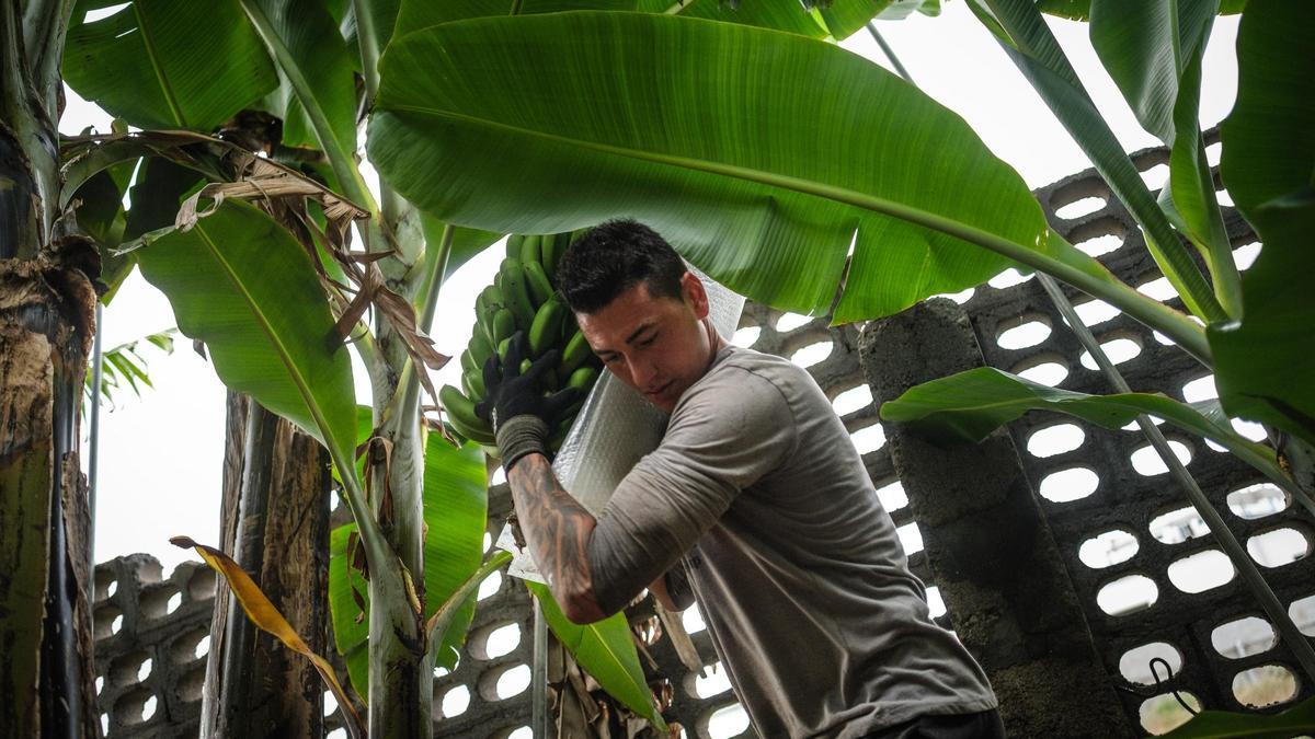 Un agricultor carga una piña de plátanos de una finca de La Palma.
