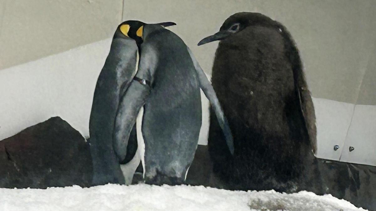 Este es Pesto, el glotón polluelo de pingüino que vive en un acuario de Melbourne y triunfa en las redes sociales