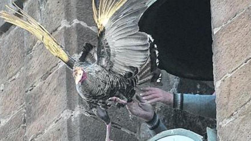 Un juez de Jaén no considera maltrato animal lanzar un pavo desde un campanario