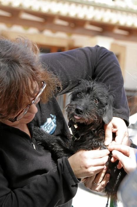 Seit über 30 Jahren betreibt Josefi na Vivancos in Pollença ein Hundeasyl. Zum Tierschutz kam die Mallorquinerin eher zufällig. Heute lebt sie mit 40 Hunden auf einer Finca und hat Hunderten von Vier