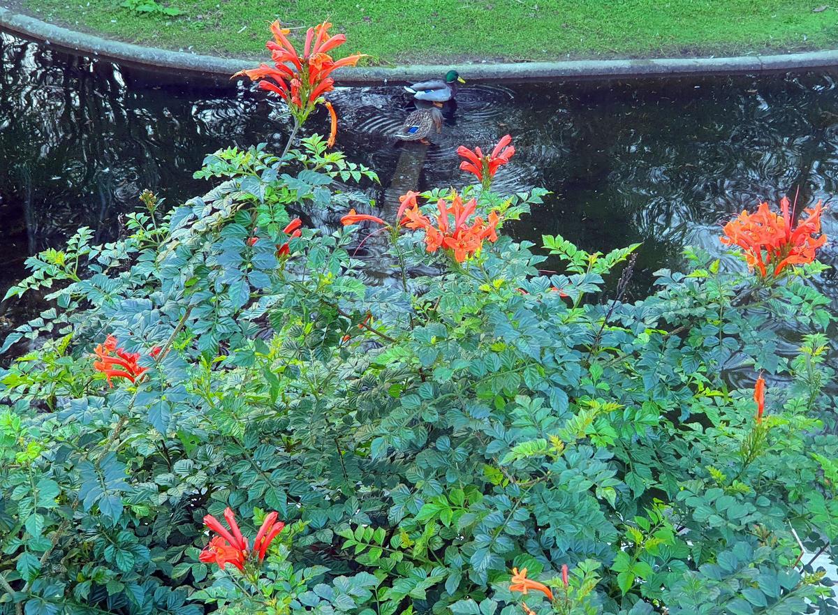 El mayor espectáculo del invierno florece en Castrelos