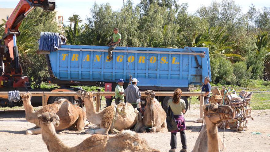 Los camellos de Oasis Park Fuerteventura preparados para las cabalgatas.