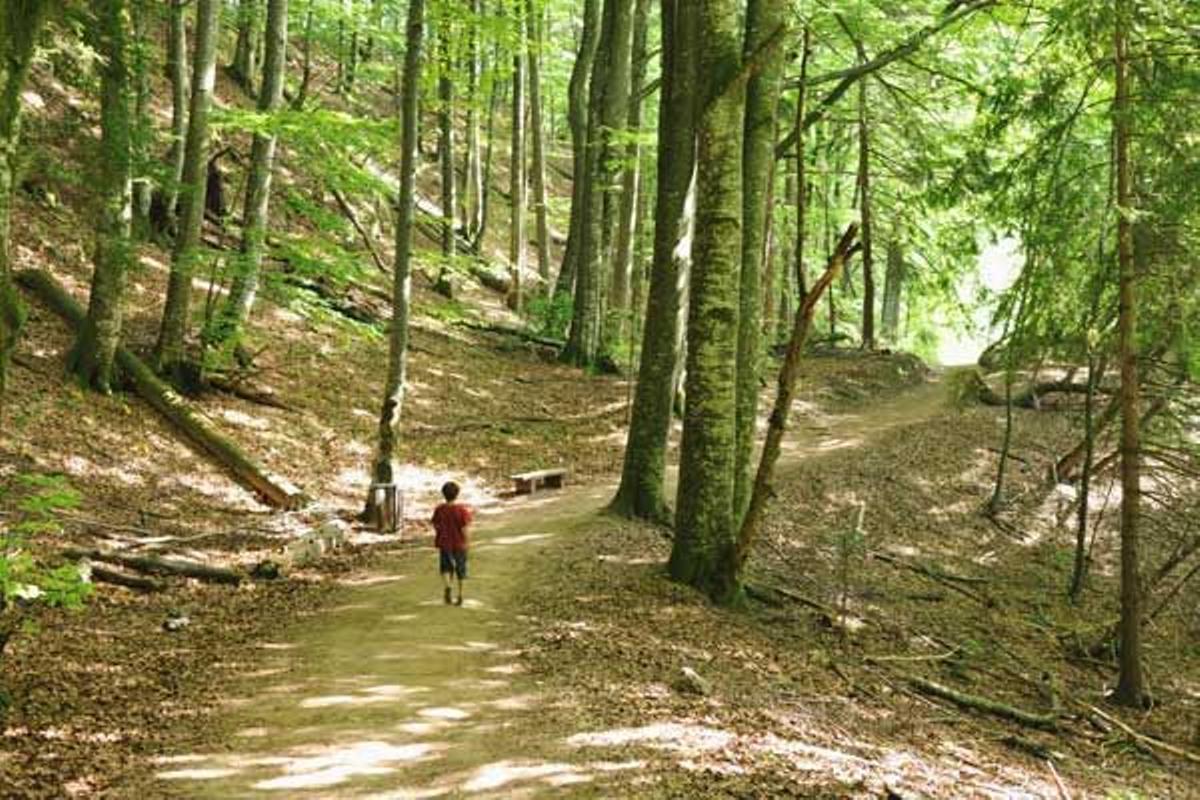 Bosque cerca del Lago Galovac en el Parque Nacional de los Lagos de Plitvice.