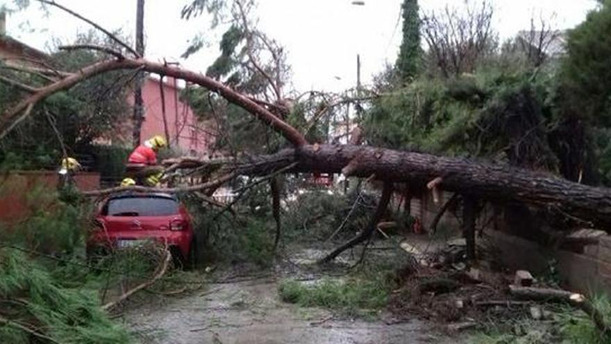 Imatge de l&#039;arbre caigut a Moià.