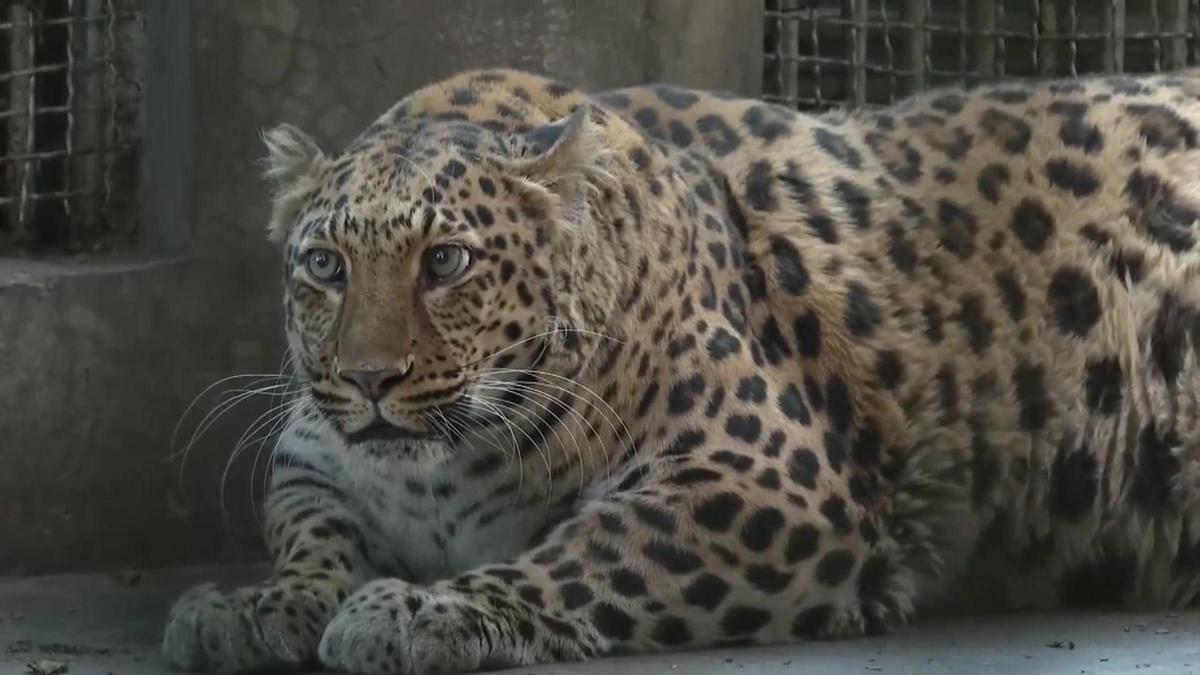 Un zoo de China pondrá a dieta a un leopardo obeso que causa furor entre los visitantes