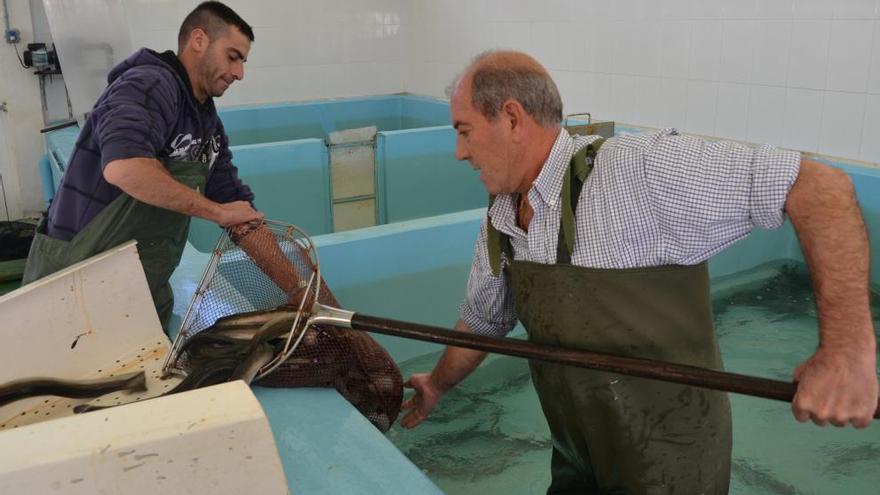 Pescadores de San Pedro del Pinatar en plena temporada de la anguila.