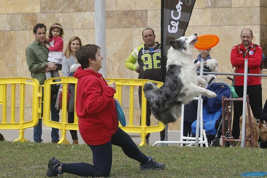 Una día muy perruno en la Canicross de Córdoba