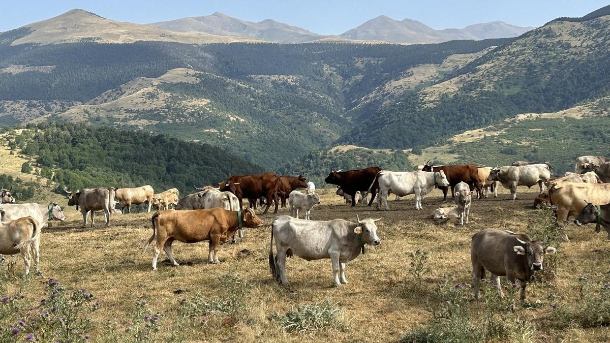La falta de lluvias asfixia el paisaje de los Pirineos: "Si la situación no cambia, no podremos alimentar al ganado"