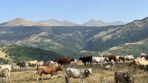 Prados alpinos secos.