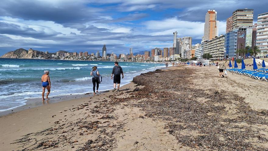 La gran riqueza de las praderas submarinas de Benidorm