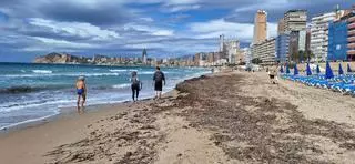 La gran riqueza de las praderas submarinas de Benidorm