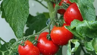 La forma más fácil de cultivar tomates en una maceta