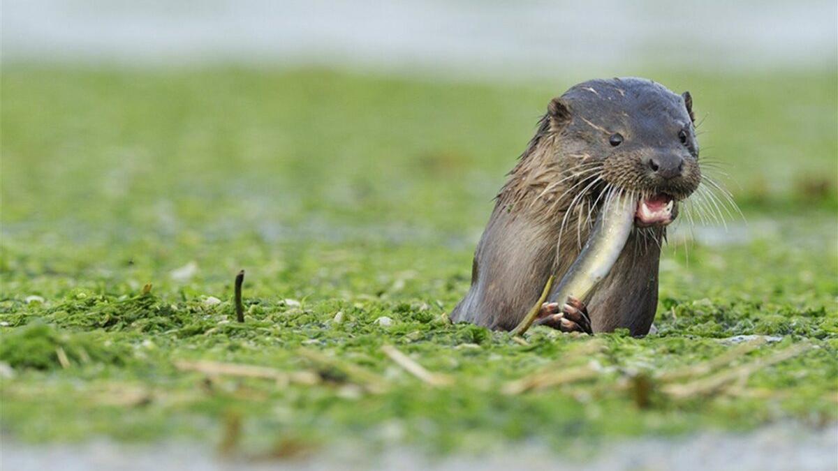 La nutria consolida su recuperación en España