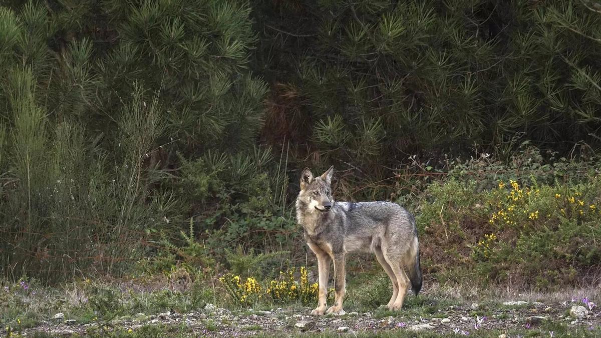 Un fotograma de la pel·lícula Dormint amb llops