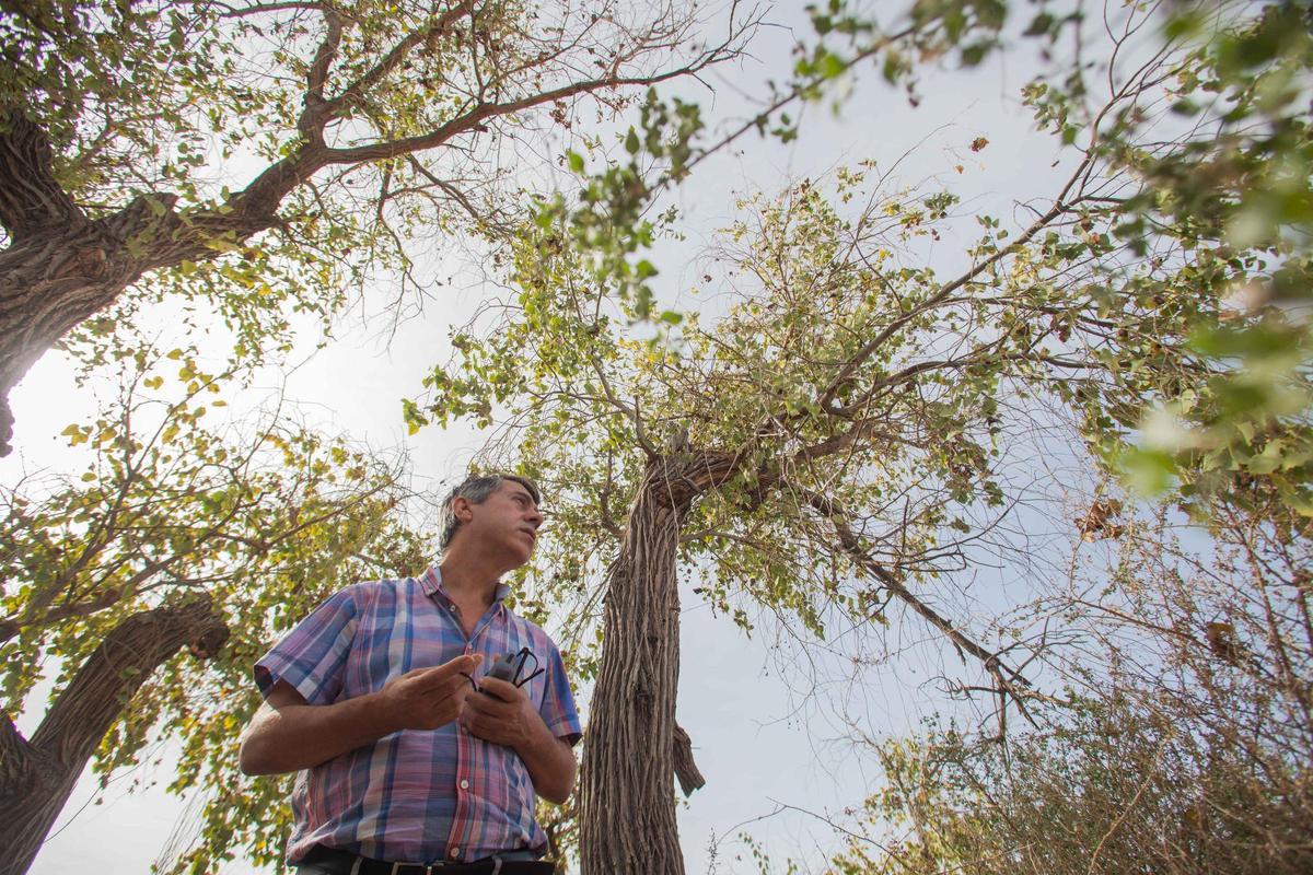 Chopos ilicitanos, en las proximidades al Pantano de Elche