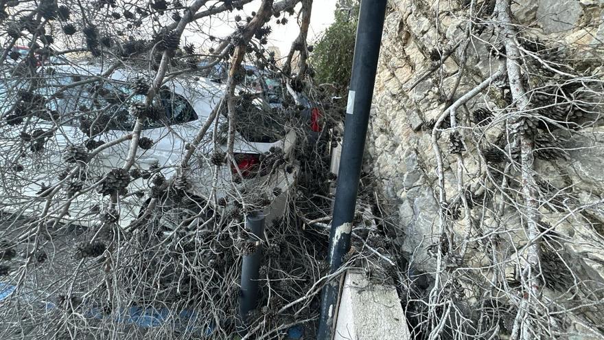 Un árbol cae sobre un coche en el Reina Sofía