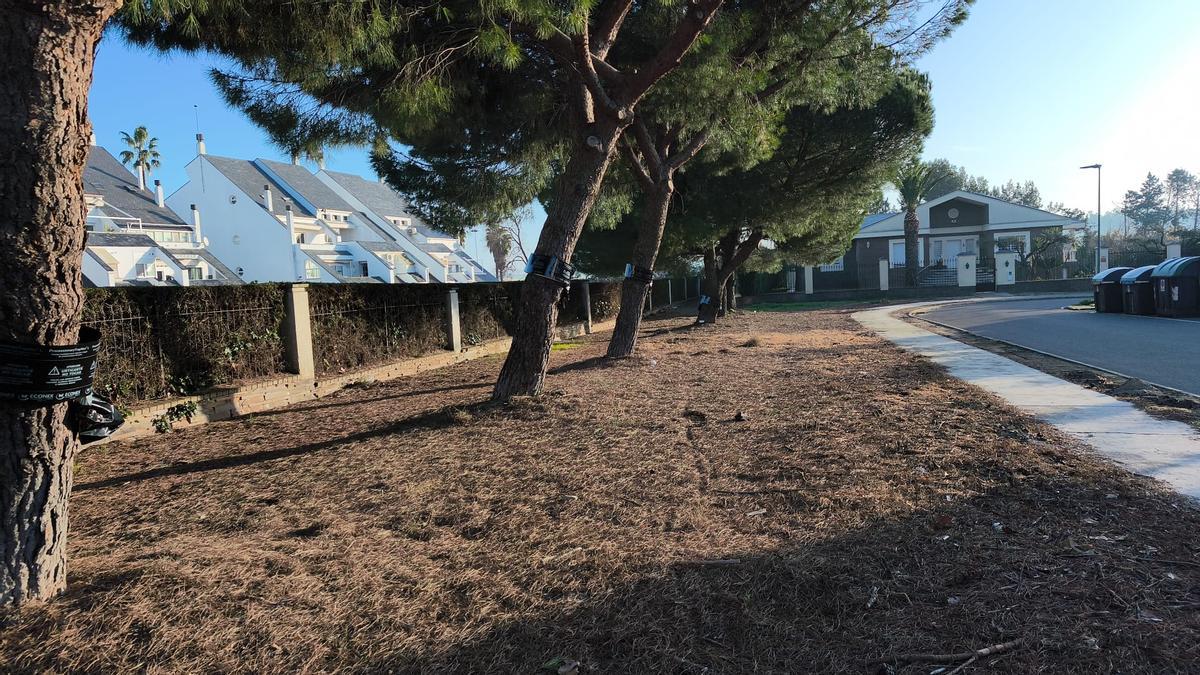 Pinos de Las Vaguadas con las trampas abrazadas a sus troncos.